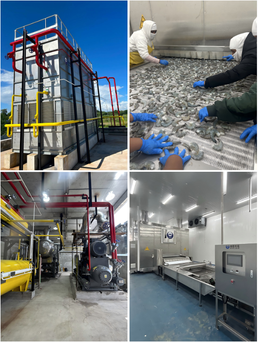 Proyecto de congelación IQF para productos del mar del Pacífico, Guatemala